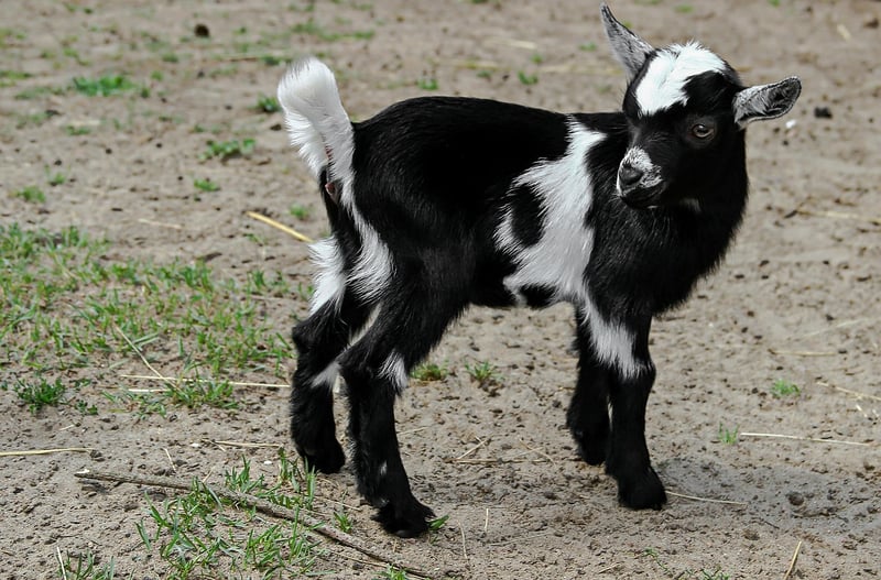 Goat in a petting zoo